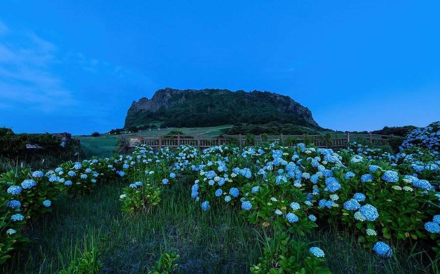 Đảo Jeju