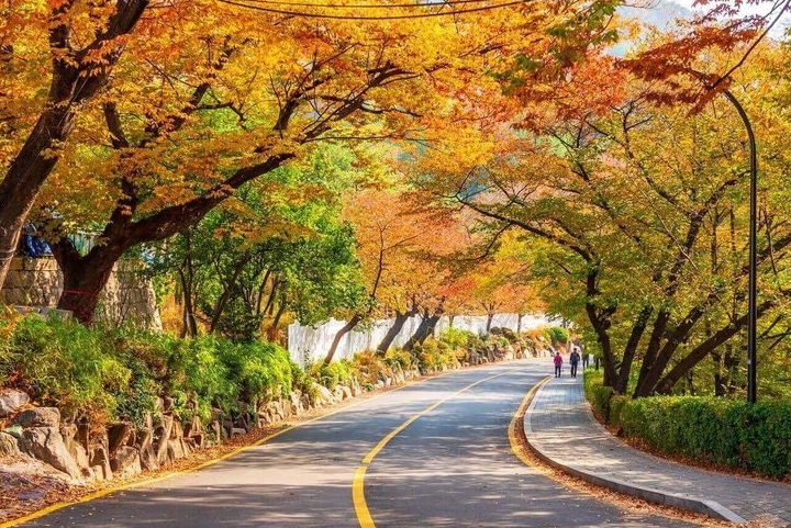 Tour Hàn Quốc — Seoul, Nami, Everland, Starfield Library — ảnh 4