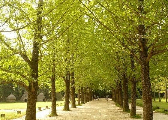 Tour Hàn Quốc — Seoul, Nami, Starfield, Hero Show, Namsan, Wolmido, China Town — ảnh 5