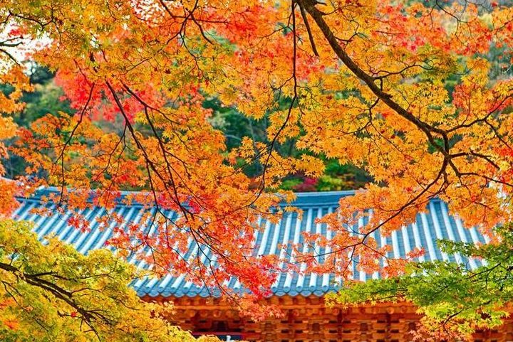 Tour Hàn Quốc — Busan, Daegu, Seoul — ảnh 5