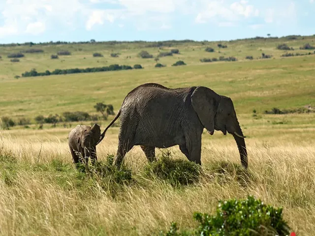 Tour Châu Âu — Kenya — ảnh 6