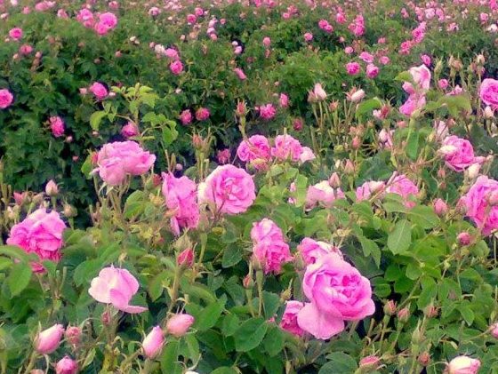 Tour Thổ Nhĩ Kỳ — Canakkale, Kusadasi, Pamukkale, Konya, Cappadocia, Istanbul — ảnh 5