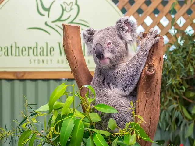 Tour Úc — Canberra, Melbourne, Sydney, Úc — ảnh 4