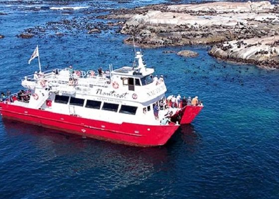 Tour Nam Phi — Cape Town, Mĩi Hảo Vọng, Núi Bàn, Seal Island, Boulder Beach, Cape Point, Johannesburg — ảnh 4
