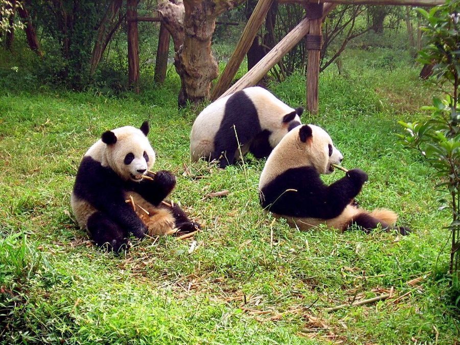 Thành Đô · Cửu Trại Câu · Lạc Sơn