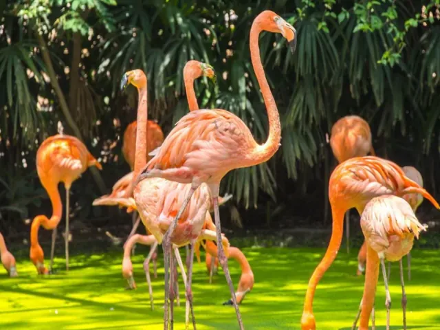 Tour Thái Lan — Bangkok, Pattaya, Thái Lan — ảnh 4