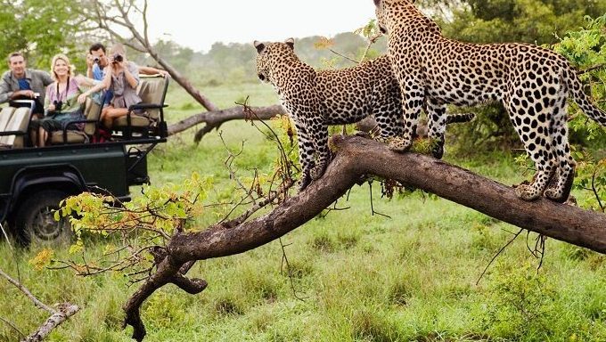 Tour Nam Phi — Cape Town, Mĩi Hảo Vọng, Núi Bàn, Seal Island, Boulder Beach, Cape Point, Johannesburg — ảnh 6