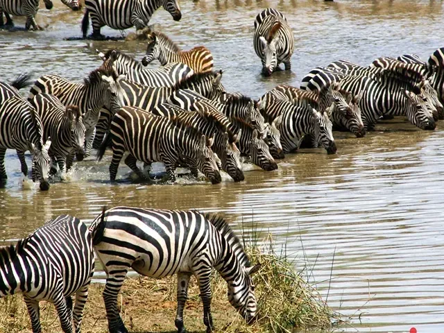 Tour Tanzania — Nam Phi — ảnh 1