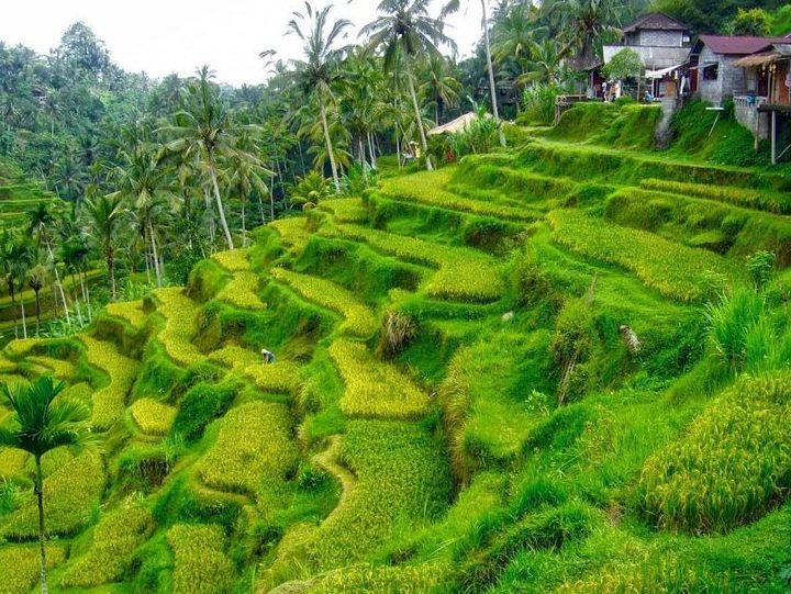 Tour Indonesia — Đảo Bali — ảnh 5