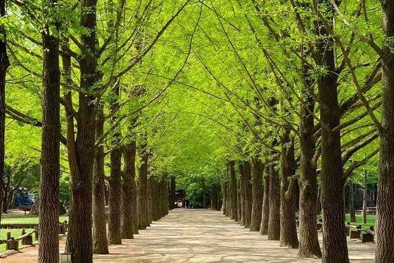 Tour Hàn Quốc — Busan, Daegu, Seoul, Nami — ảnh 4