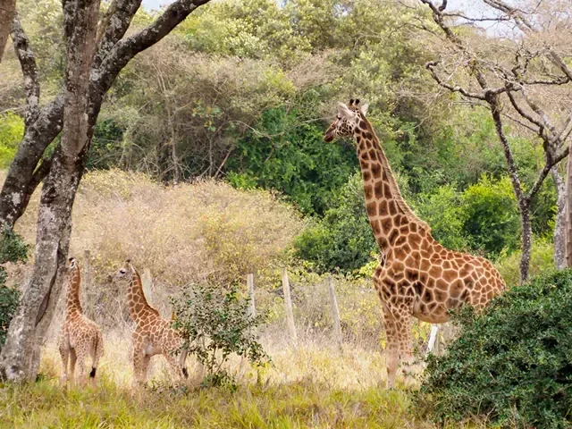 Tour Châu Âu — Kenya — ảnh 3