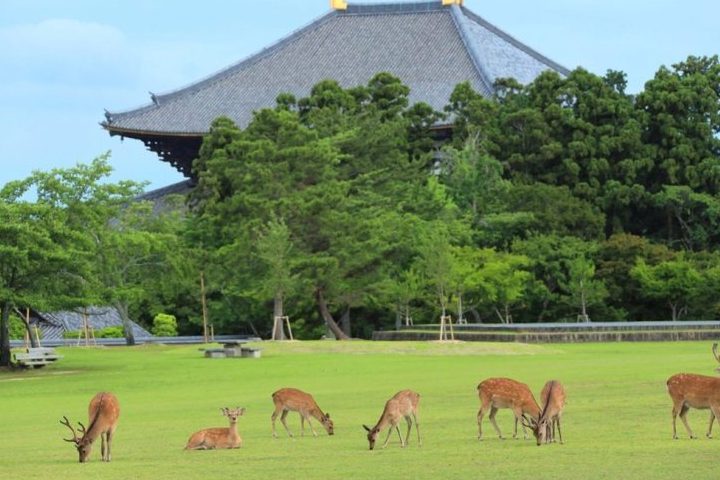 Tour Nhật Bản — Osaka, Kyoto, Phú Sĩ, Tokyo — ảnh 6