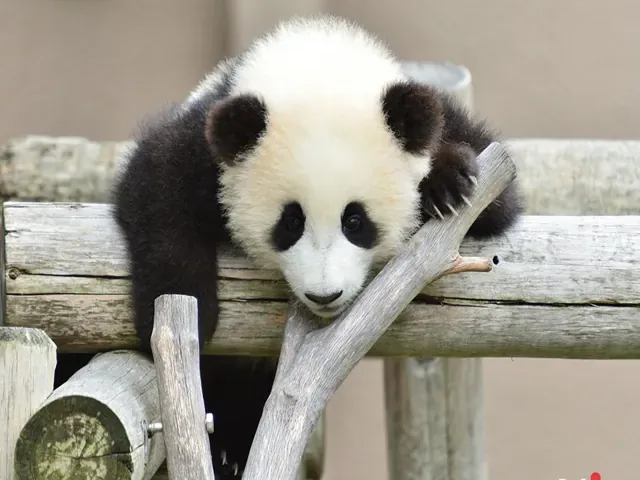 Tour Hàn Quốc — Nami, Everland, Hàn Quốc — ảnh 2