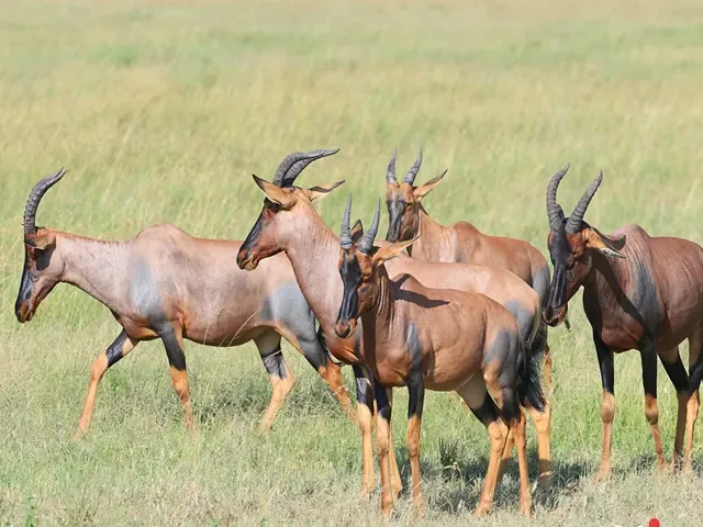 Tour Tanzania — Nam Phi — ảnh 5