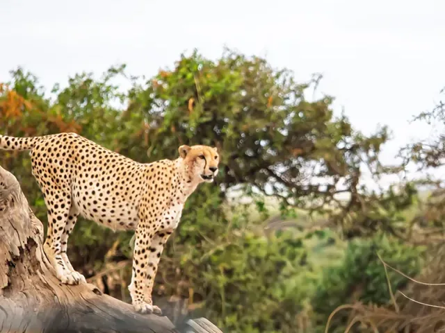 Tour Châu Âu — Kenya — ảnh 1