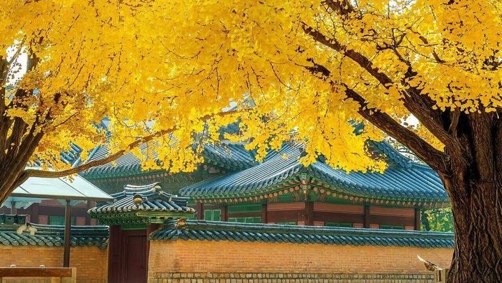 Tour Hàn Quốc — Seoul, Nami, Everland, Starfield Library — ảnh 3