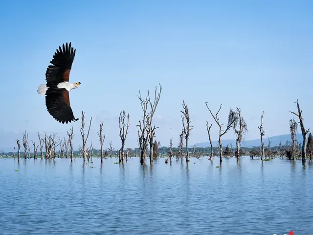 Tour Châu Âu — Kenya — ảnh 4