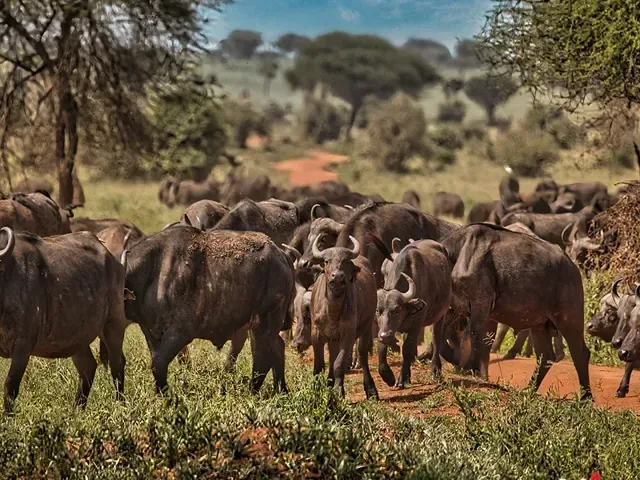 Tour Tanzania — Nam Phi — ảnh 6