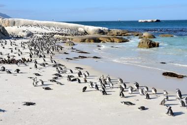 Tour Nam Phi 9N8Đ — Johannesburg, Pretoria, Soweto, Safari Pilanesberg, Cape Town, Seal Island, Cape Point
