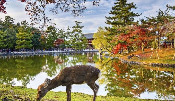 Tour Nhật Bản — Nagoya, Nara, Osaka, Kyoto, Núi Phú Sĩ, Tokyo — ảnh 6