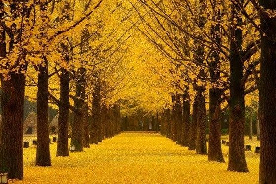 Tour Hàn Quốc — Seoul, Nami, Korean Folk Village, Starfield Library — ảnh 2