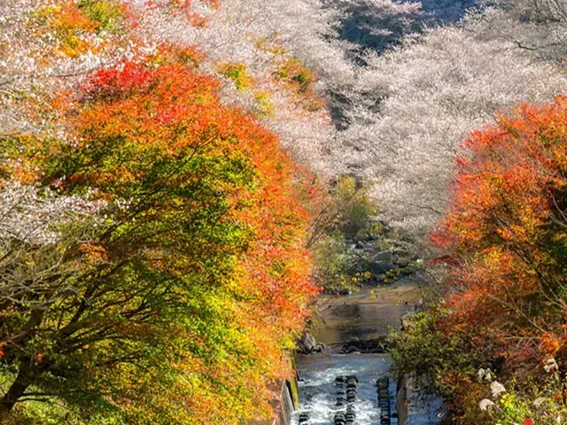 Tour Nhật Bản — Tokyo, Núi Phú Sĩ, Kyoto, Osaka, Nagoya, Nhật Bản — ảnh 3