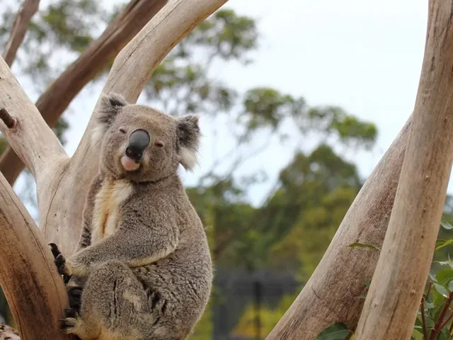 Tour Úc — Brisbane, Goldcoast — ảnh 3