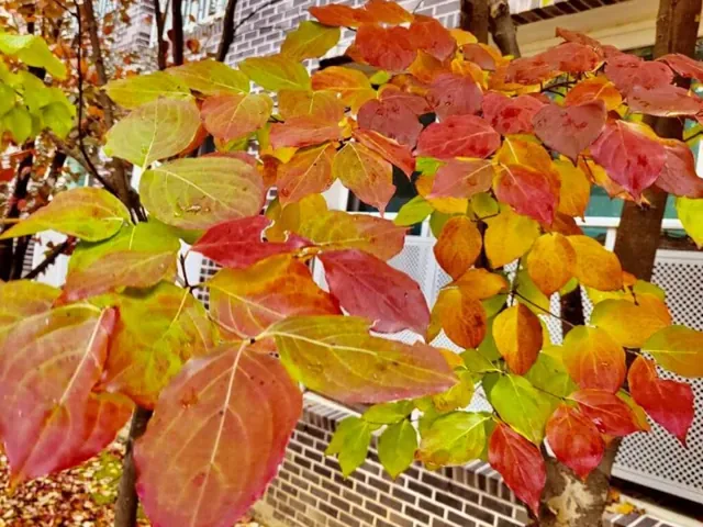 Tour Hàn Quốc — Nami, Seoul, Hàn Quốc, Seorak — ảnh 4